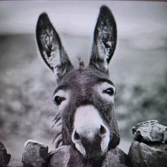 Meet your Posher, Skadamooshery - Picture 4 of 11